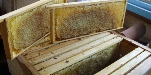 Koliko meda možete dobiti iz jedne košnice po sezoni